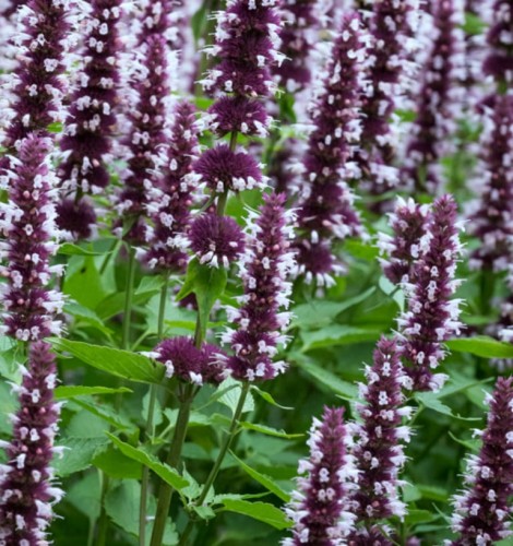 Agastache Beelicious Pink.jpg