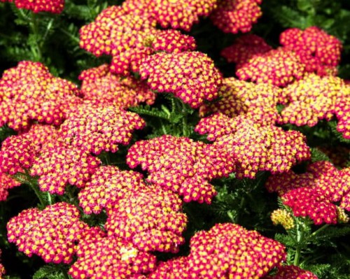 ACHILLEA millefolium Skysail Fire.jpg