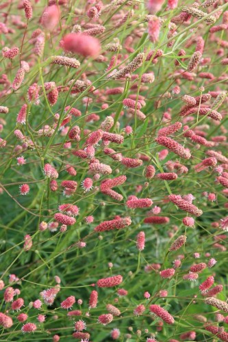 SANGUISORBA tenuifolia Pink Elephant.jpg