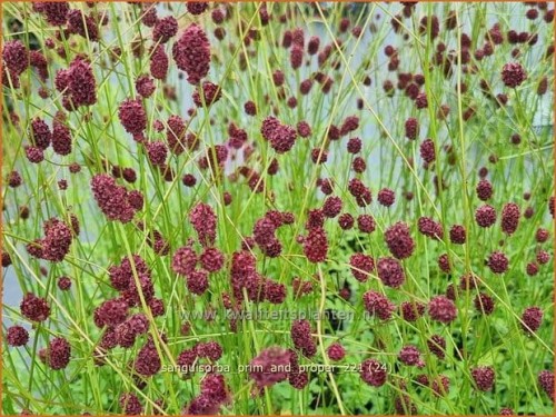 SANGUISORBA  Prim and Proper.jpg