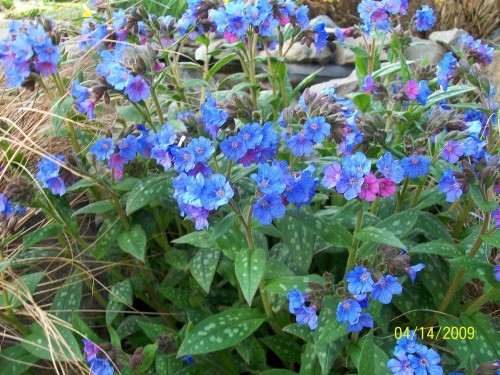 PULMONARIA saccharata Smokey Blue.jpg