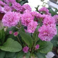 PRIMULA pollyanna Pink Fountain.jpg