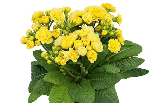 PRIMULA pollyanna Fresh Lemon.jpg
