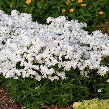 PHLOX PANICULATA  Early White.jpg