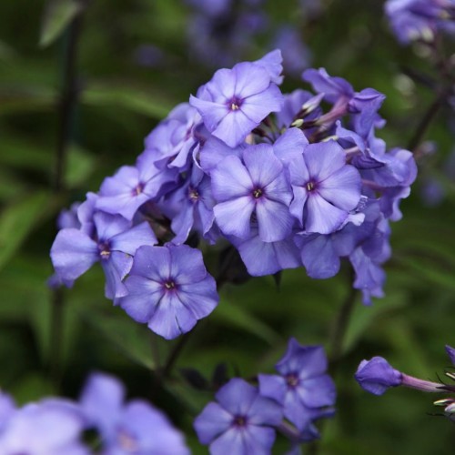 PHLOX PANICULATA  Blue Dolphin.jpg