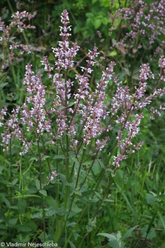 NEPETA nuda.jpg