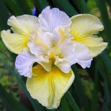 IRIS sibirica Yellow Tail.jpg