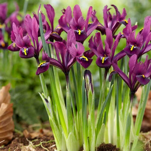 IRIS reticulata J.S. Dijt.jpg