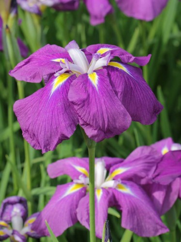 IRIS kaempferi Sensation.jpg