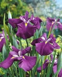 IRIS kaempferi Royal Banner.jpg