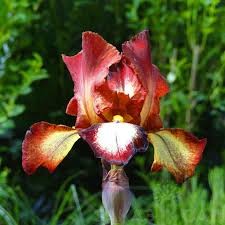 IRIS germanica Rimfire.jpg