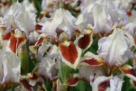IRIS barbata nana Red Heard.jpg