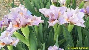 IRIS barbata nana Circus Clown.jpg