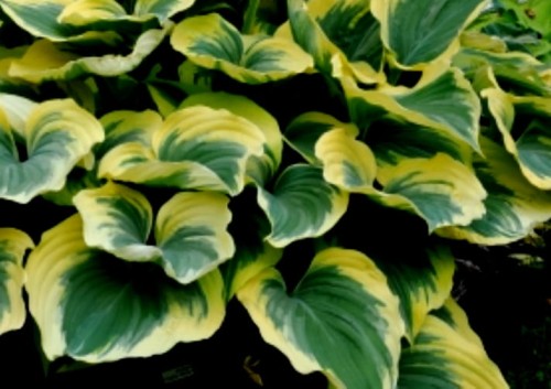 HOSTA  Ivory Coast.jpg
