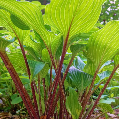 HOSTA  Gooseberry Sundae.jpg