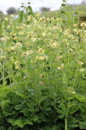 GEUM rivale Tales of Hex.jpg