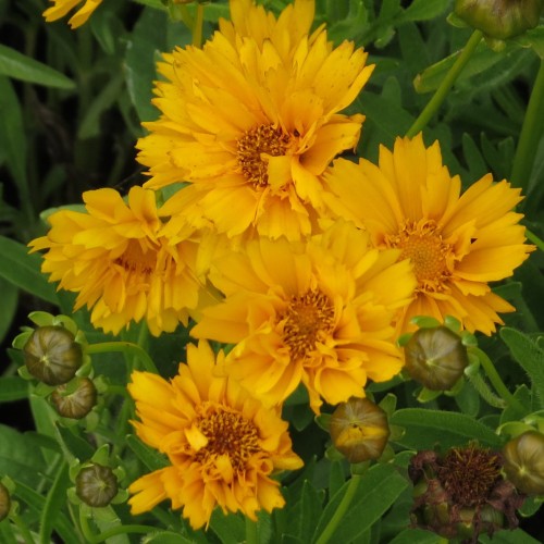 COREOPSIS grandiflora Presto Yellow Double.jpg