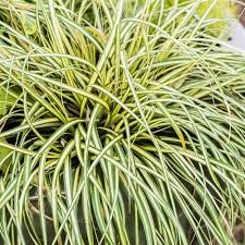 CAREX oshimensis Moonlight.jpg