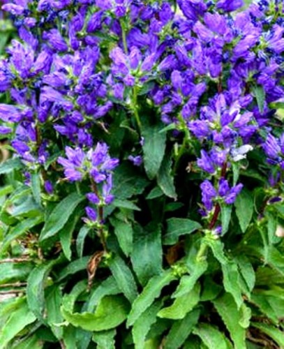 CAMPANULA glomerata Freya.jpg