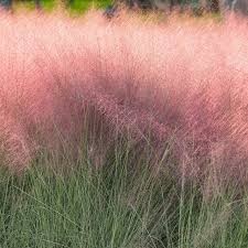 MUHLENBERGIA capillaris.jpg
