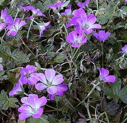 Geranium Tanya Rendall.jpg