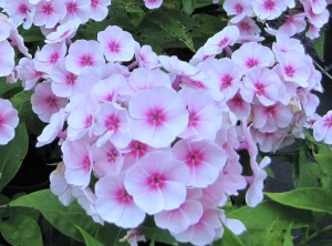 płomyk wiechowaty "Flame Pro Pink Pop" (łac. Phlox paniculata) kod: 12082