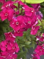 Phlox paniculata Bambini Cherry Crush.jpg