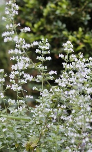 Calamintha nepeta Marvelette White.jpg