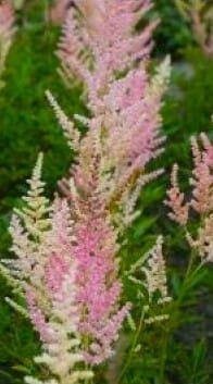 Astilbe Peaches and cream.jpg