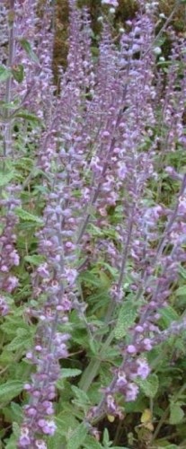 Teucrium massiliense.jpg