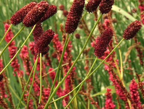 Sanguisorba tenuifolia Purple Tails.jpg