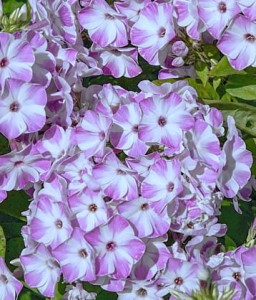 płomyk wiechowaty "Flame Lilac Star" (łac. Phlox paniculata) kod: 12081