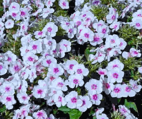 Phlox paniculata Bambini Bullseye.jpg