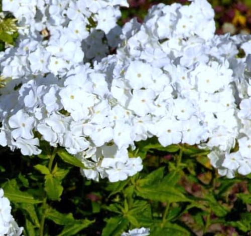 Phlox paniculata Adessa White.jpg