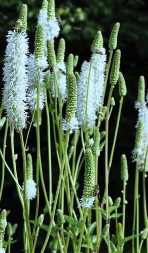 Sanguisorba canadensis.jpg