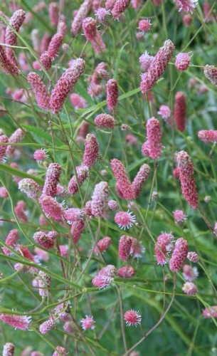 SANGUISORBA tenuifolia Pink Elephant.jpg