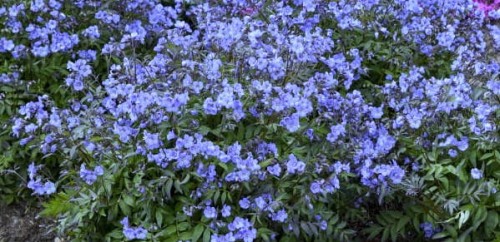 Polemonium reptans Haeven Scent.jpg