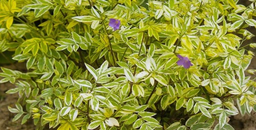 Polemonium Golden Feathers.jpg