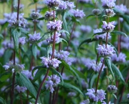 Phlomis tuberosa Amazone.jpg