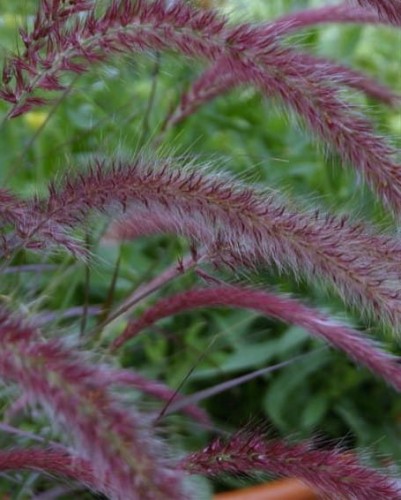 Pennisetum x advena Rubens.jpg