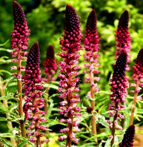 Lysimachia atrosanguinea Beaujolais.jpg