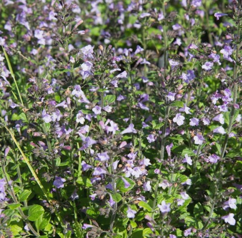 Calamintha nepeta.jpg