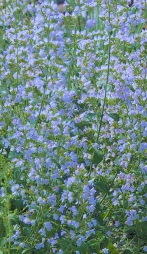Calamintha nepeta Marvelette Blue.jpg