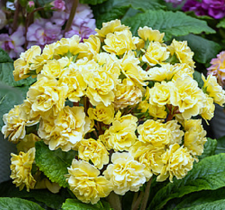 Primula pollyanna Pretty Polly Buttercream.png