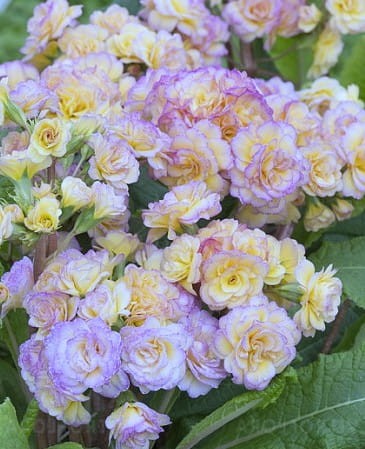 Primula pollyanna Pretty Polly Blushing Peach.jpg