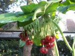 stopowiec  (łac. Podophyllum versipelle) kod: 9372