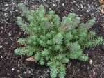 rozchodnik ościsty (łac. Sedum reflexum) kod: 1400