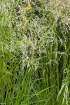 śmiałek darniowy "Pixie Fountain" (łac. Deschampsia cespitosa) kod: 9495