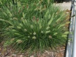 rozplenica japońska "Little Bunny" (łac. Pennisetum alopecuroides) kod: 4107