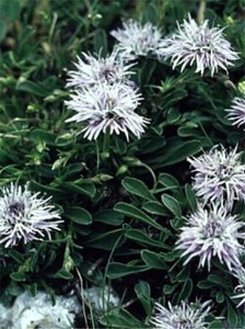 kulnik sercolistny "Alba" (łac. Globularia cordifolia) kod: 4423